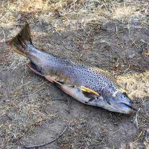 Operativos en el río Jeinimeni: Provincia y Gendarmería intensifican controles y  sancionan la pesca ilegal