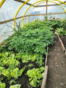 Producción entregó invernaderos sustentables en la Cuenca Carbonífera