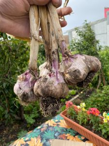 Producción entregó invernaderos sustentables en la Cuenca Carbonífera