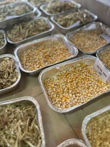 Santa  Cruz impulsa el maíz como nueva oportunidad productiva  en el campo