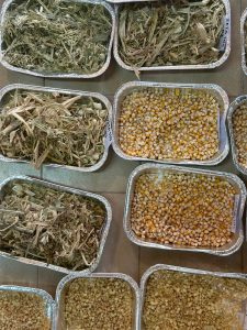 Santa  Cruz impulsa el maíz como nueva oportunidad productiva  en el campo