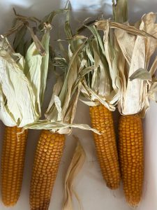 Santa  Cruz impulsa el maíz como nueva oportunidad productiva  en el campo