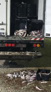 Provincia y el municipio de Caleta Olivia detectan irregularidades en transporte de pescado