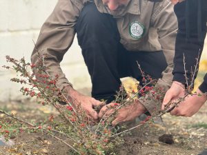 Se realizó jornada de forestación en la escuela 63 de Río Gallegos