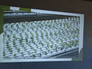 Impulsan la producción sustentable y el asociativismo con una capacitación en Hidroponia en Río Gallegos