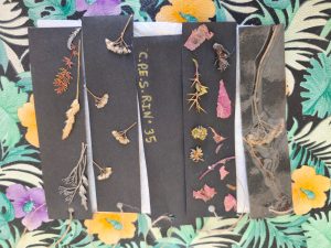 Estudiantes participaron de una jornada de Educación Ambiental en Bella Vista