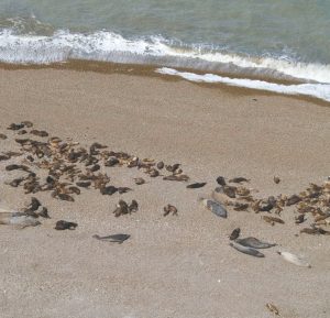 Realizan encuentro con representantes de pesca en Santa Cruz