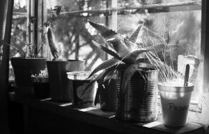 IVº Concurso de Fotografía Ambiental: Se conoció la nómina de ganadores