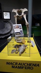 Reabrió la Sala de Paleontología del Museo “Padre Jesús Molina"