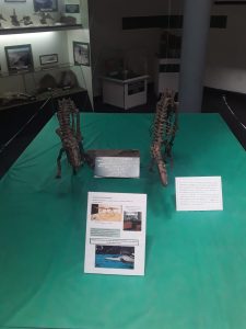 Reabrió la Sala de Paleontología del Museo “Padre Jesús Molina"