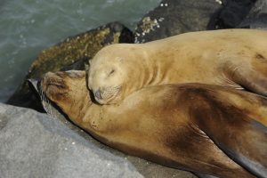 La naturaleza pura se puede disfrutar en las áreas protegidas del Corredor de la Ruta Azul