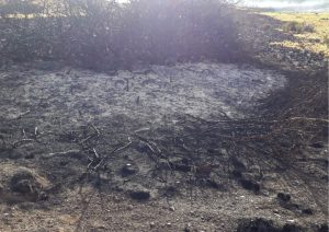 Realizaron cortafuegos en Estancia El Salitral