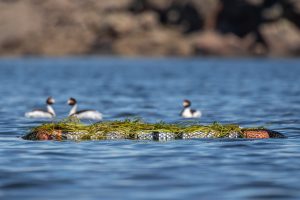 Ambiente realizó pruebas para la preservación del Macá Tobiano