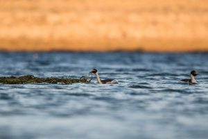 Ambiente realizó pruebas para la preservación del Macá Tobiano