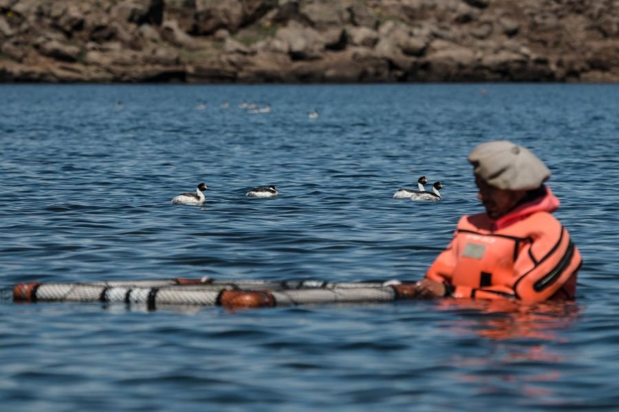 Ambiente realizó pruebas para la preservación del Macá Tobiano