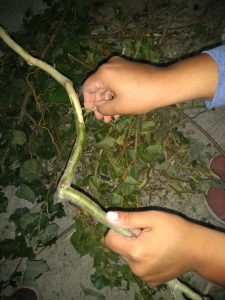 “Mujer semilla de liderazgo”: Entregaran mini huertas a vecinas de Río Gallegos