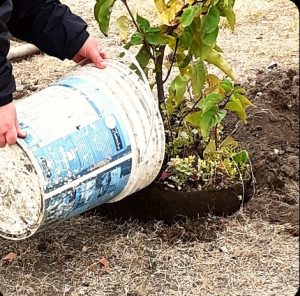 El Colectivo de Artistas "Viento Negro" plantó árboles por la Memoria, Verdad y Justicia