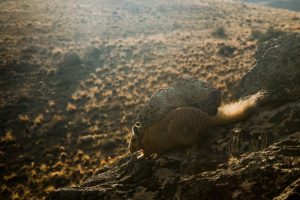 Santa Cruz pone manos a la obra en la recuperación del Chinchillón Anaranjado