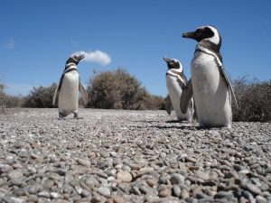 Santa Cruz en el podio de los destinos más elegidos por los viajeros y viajeras