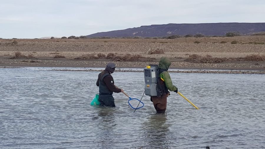 Realizaron muestreo de la trucha arcoíris en el Lago Cardiel