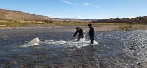 La Secretaría de Pesca continúa el estudio de peces en el Cardiel