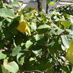 Se registraron actos de vandalismo en el vivero de la Escuela Especial N°13 de Caleta Olivia