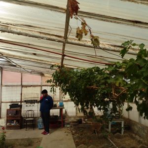 Se registraron actos de vandalismo en el vivero de la Escuela Especial N°13 de Caleta Olivia