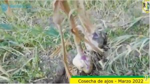 La Escuela Agropecuaria Nº1 desarrolla proyectos vinculados al sector productivo y técnico de la región