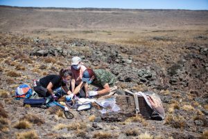 Día del Animal:  La Secretaría de Estado de Ambiente comparte el trabajo de Morgan Pendaries sobre el Chinchillón Anaranjado