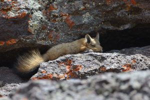 Día del Animal:  La Secretaría de Estado de Ambiente comparte el trabajo de Morgan Pendaries sobre el Chinchillón Anaranjado