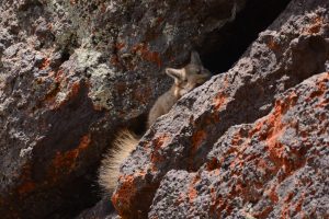 Día del Animal:  La Secretaría de Estado de Ambiente comparte el trabajo de Morgan Pendaries sobre el Chinchillón Anaranjado