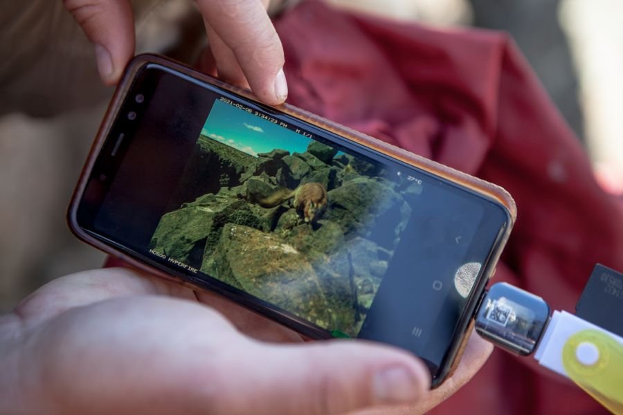 Día del Animal:  La Secretaría de Estado de Ambiente comparte el trabajo de Morgan Pendaries sobre el Chinchillón Anaranjado